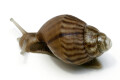 Lissachatina immaculata ssp. Mozambique juvenil, 25mm